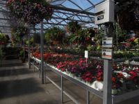 greenhouse 2012 025